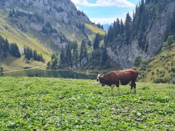 Chablais- septembre 2022